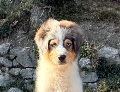 Les chiots de Berger Australien