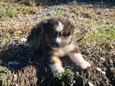 Les chiots de Berger Australien