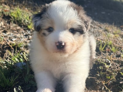 Les chiots de Berger Australien