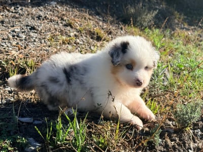 Les chiots de Berger Australien