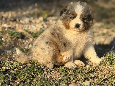 Les chiots de Berger Australien
