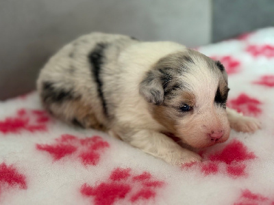 Les chiots de Berger Australien
