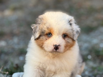 Les chiots de Berger Australien