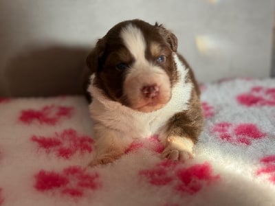 Les chiots de Berger Australien