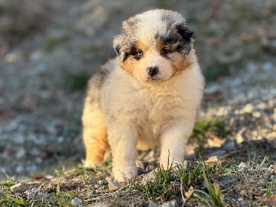 Les chiots de Berger Australien