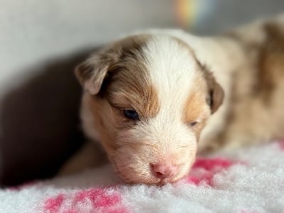 Les chiots de Berger Australien