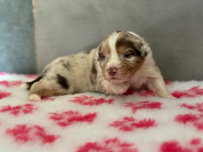Les chiots de Berger Australien