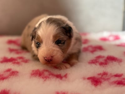 Les chiots de Berger Australien