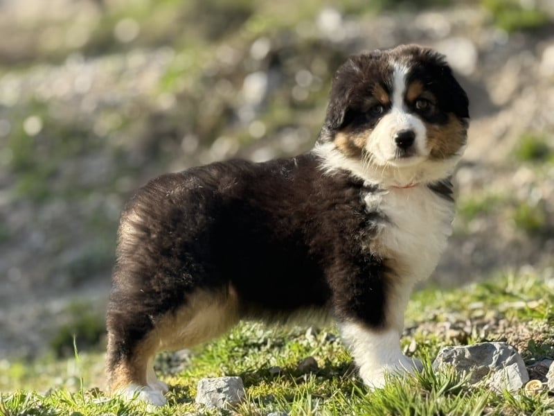 Berger Australien - du Château de l'Amour