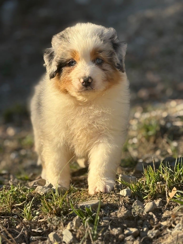 Berger Australien - du Château de l'Amour
