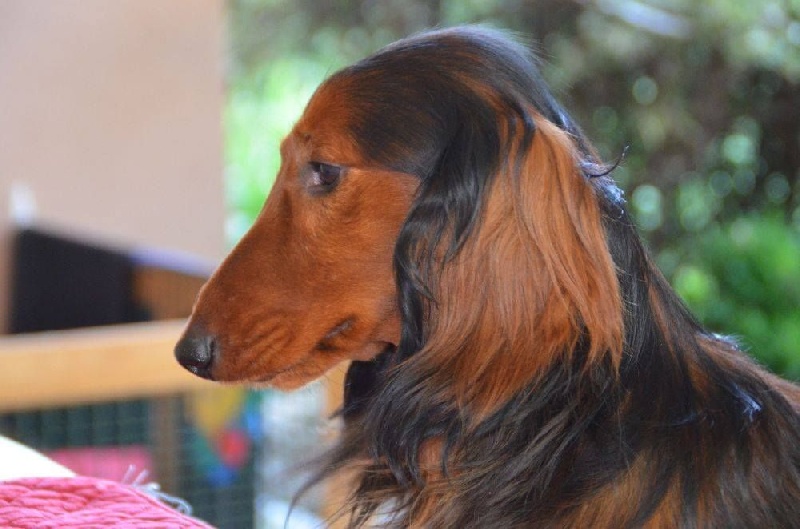 Gradus Von lawranshome - Fermeté au coup de feu