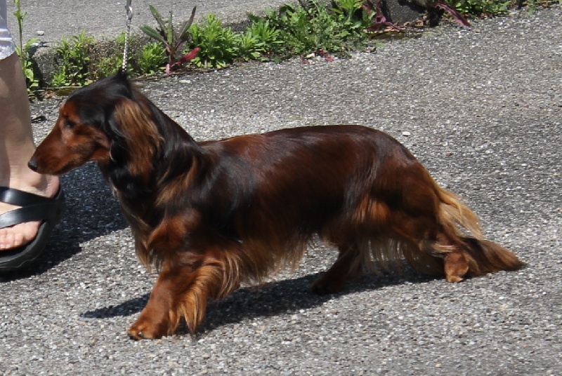 Gradus Von lawranshome - 1 exc rCAC-rCACIB