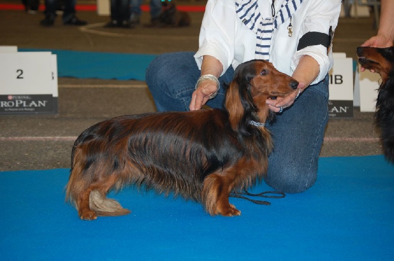 Gradus Von lawranshome - CAC CACIB BOB