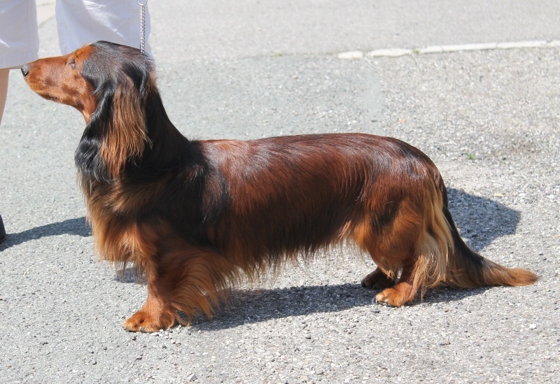 Gradus Von lawranshome - Meilleur Poils longs Standard de l'exposition