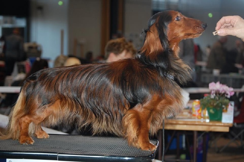 Gradus Von lawranshome - 1 er Ex CAC