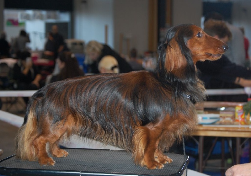 Gradus Von lawranshome - 1er exc CAC