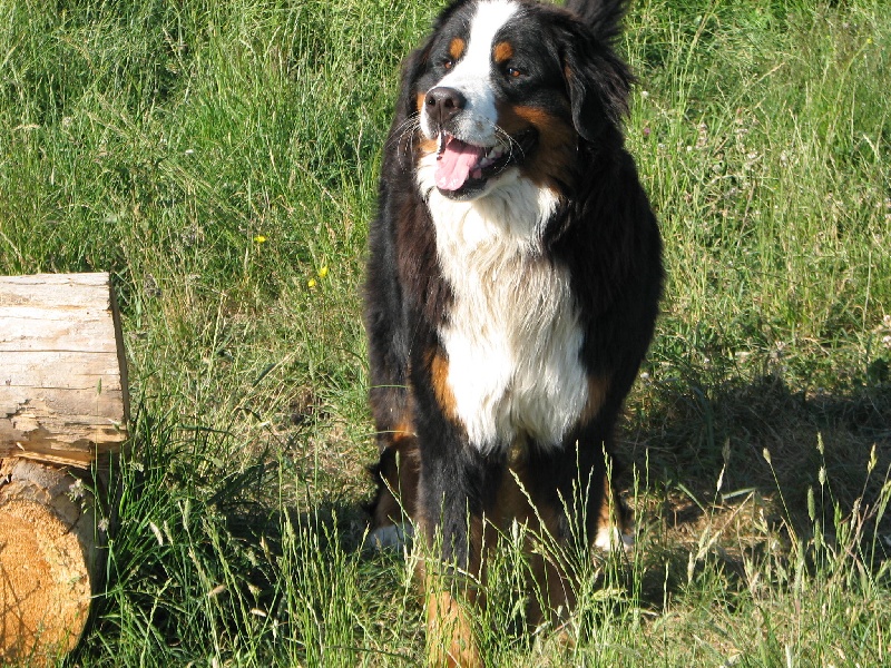 Dr. jones De la grange aux chênes