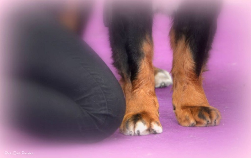 Elendil De la grange aux chênes - Excellent (8 chiennes)