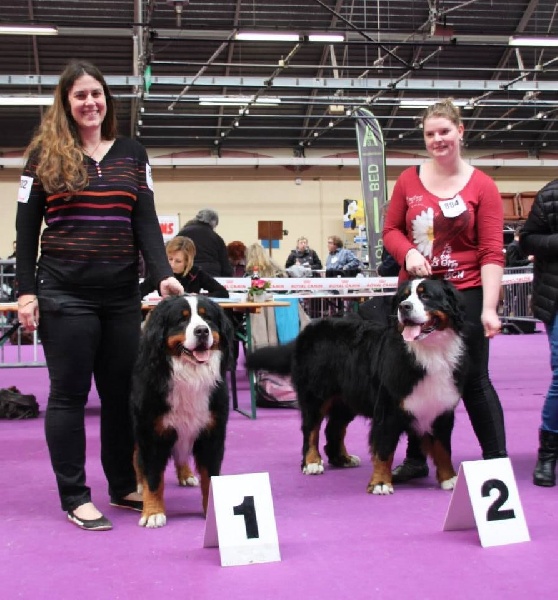 Harpo De la grange aux chênes - 1er Exc - CACS - CACIB