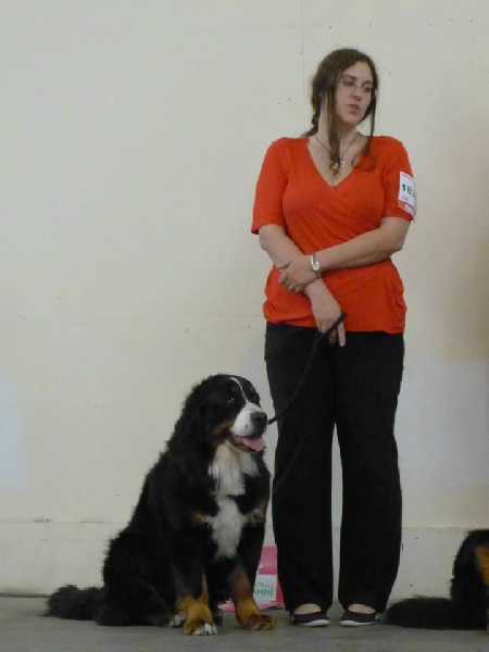 Elendil De la grange aux chênes - Excellent