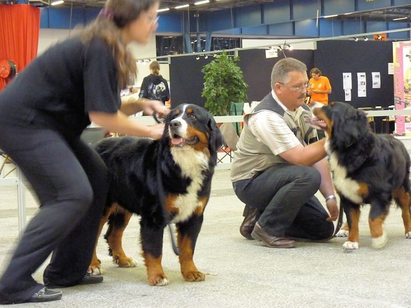 Elendil De la grange aux chênes - 1ère excellente sur 3 chiennes
