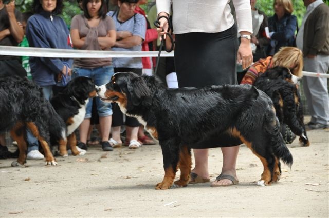 Elendil De la grange aux chênes - Très prometteur