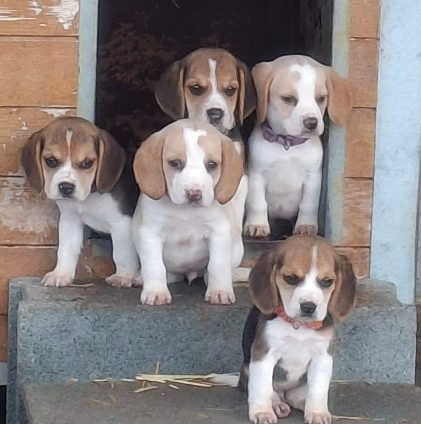 Beagle - Du Bocage Blanc