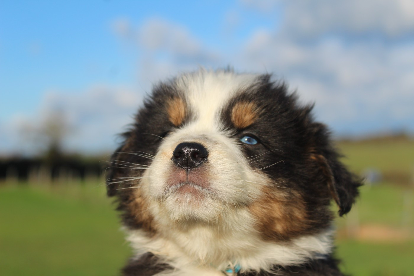 Amiral (Collier Bleu)