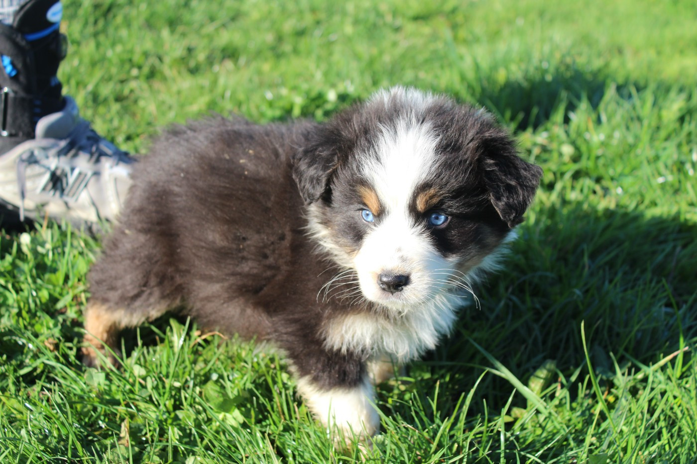 Amiral (Collier Bleu)