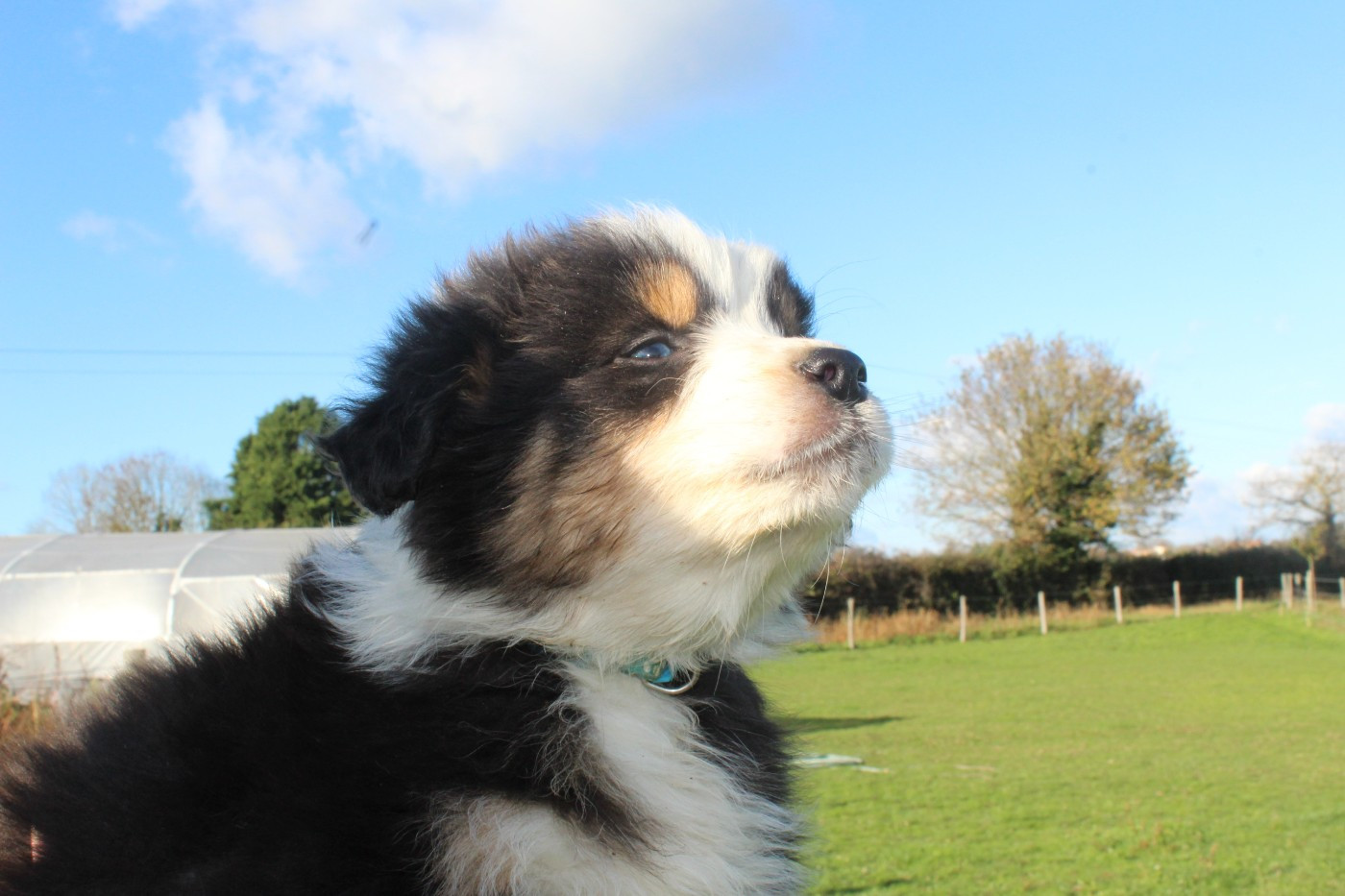Amiral (Collier Bleu)