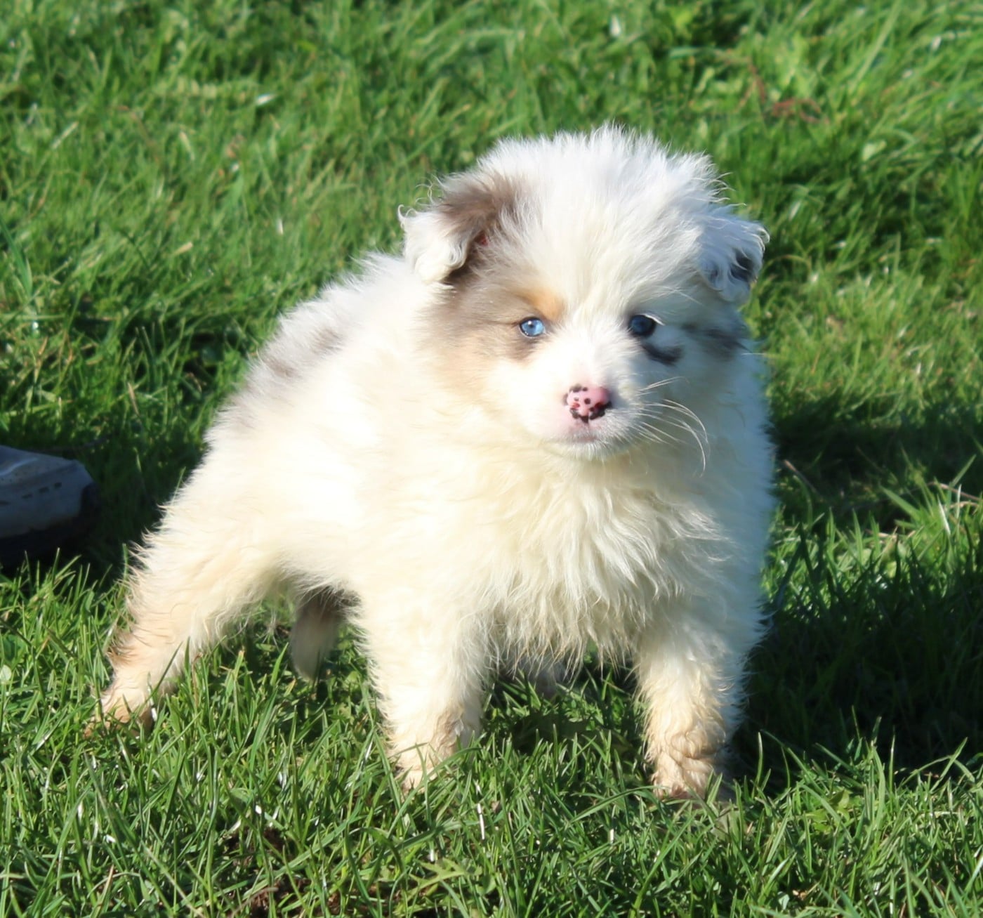 Anya (Collier Rouge)