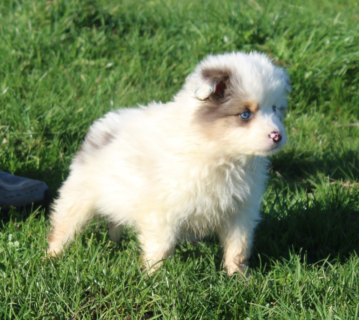 Anya (Collier Rouge)