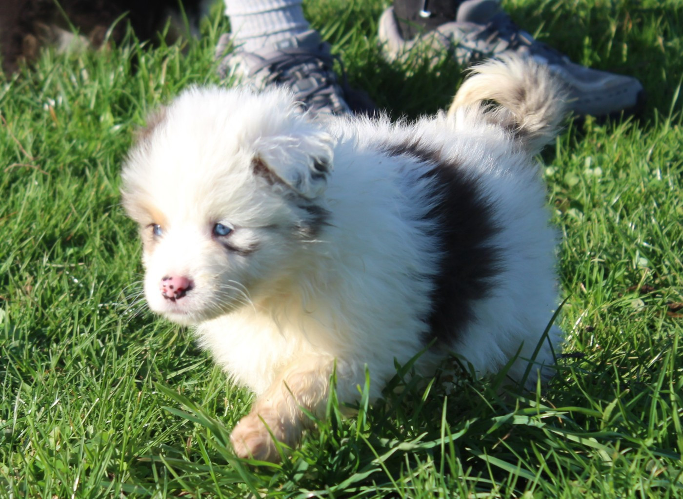 Anya (Collier Rouge)