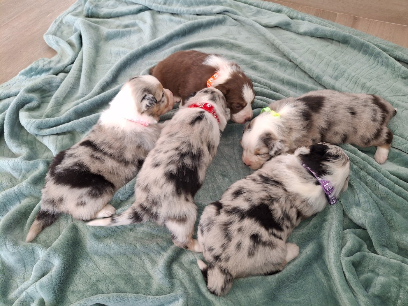 Berger Australien - Du Bocage Blanc