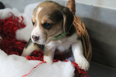Les chiots de Beagle
