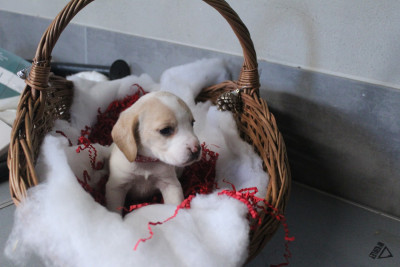 Les chiots de Beagle