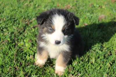 Les chiots de Berger Australien