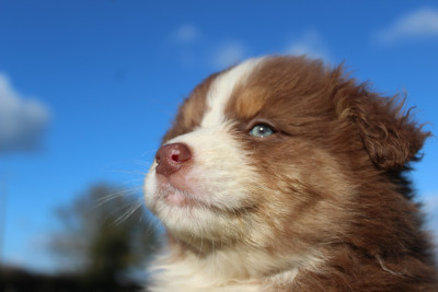 Les chiots de Berger Australien