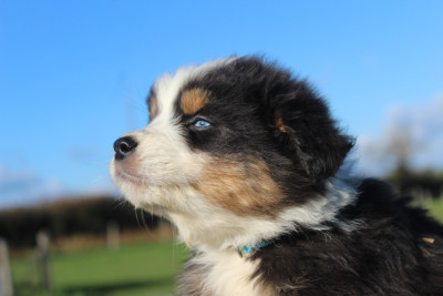 Les chiots de Berger Australien
