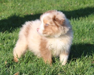 Les chiots de Berger Australien