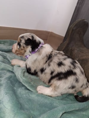 Les chiots de Berger Australien