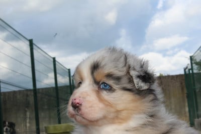Les chiots de Berger Australien