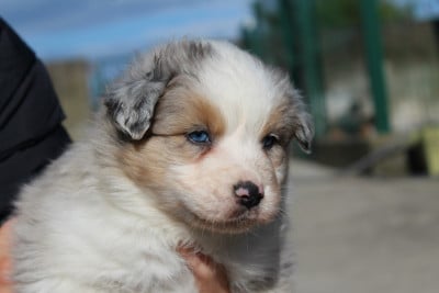 Les chiots de Berger Australien