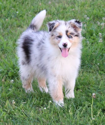 Les chiots de Berger Australien
