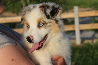 Les chiots de Berger Australien