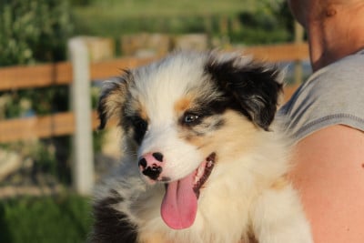 Les chiots de Berger Australien