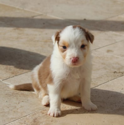 Les chiots de Berger Australien