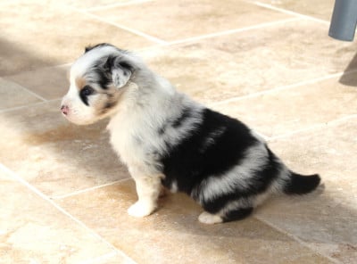 Les chiots de Berger Australien