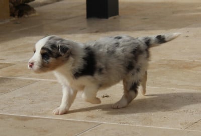Les chiots de Berger Australien