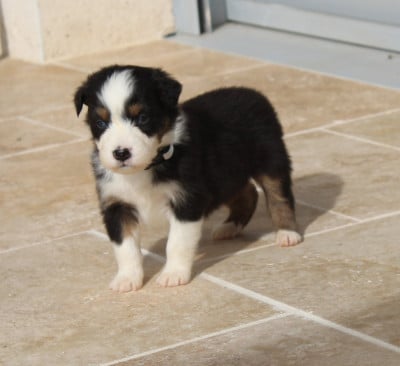 Les chiots de Berger Australien